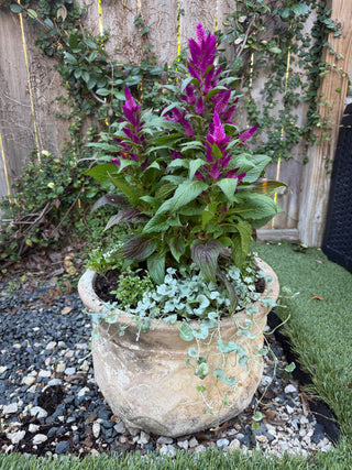 Jumbo aged terracotta potted flower